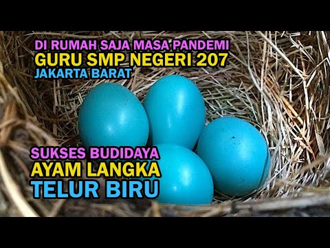 Video: Biru Ayam