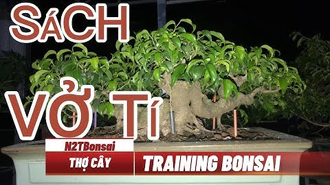 ĐỊNH HƯỚNG CHO NGƯỜI MỚI CHƠI BONSAI - BÀI 1: XÁC ĐỊNH HƯỚNG ĐI CHO MÌNH