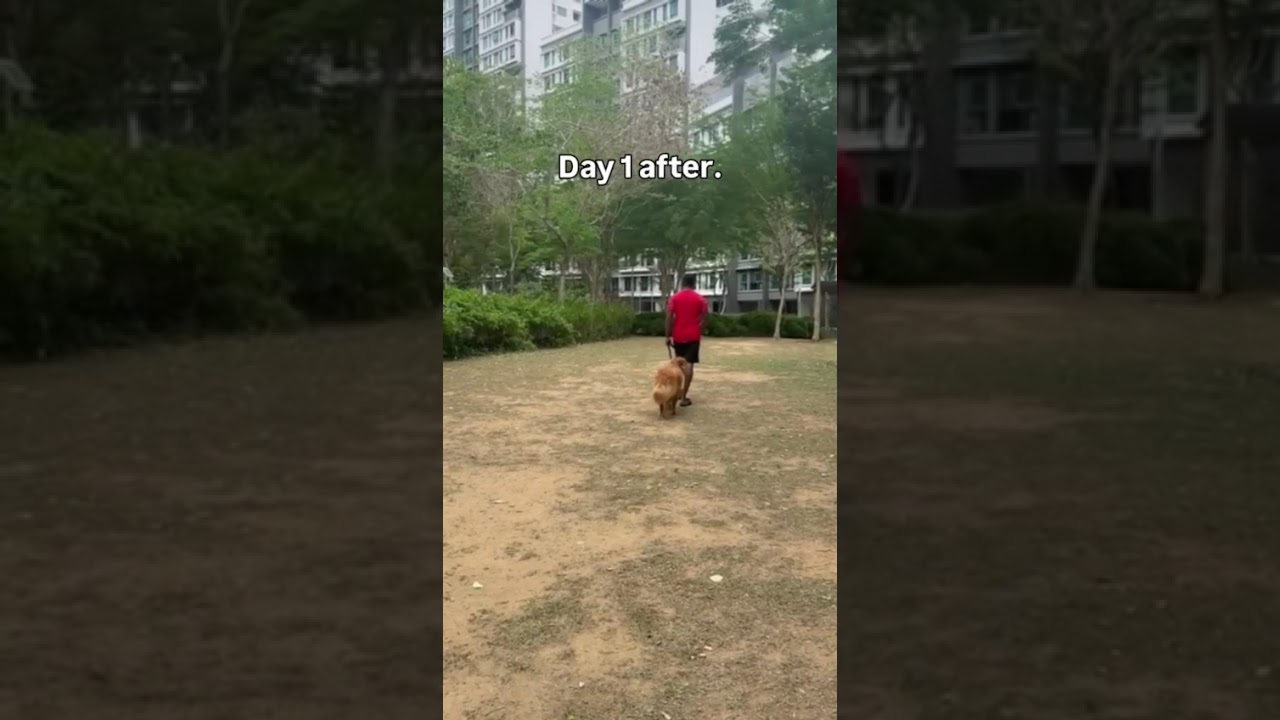 Shawn teaching loose-leash walking with a Golden Retriever in Singapore