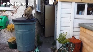 Funny cats fails_Jump Fails Compilation 2016 || NEW HD