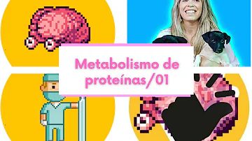 Como acontece o metabolismo proteico?