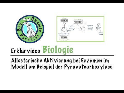 Video: Wann wird die Pyruvatcarboxylase aktiviert?