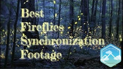 Best Fireflies synchronization Footage