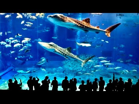 Dubai Aquarium