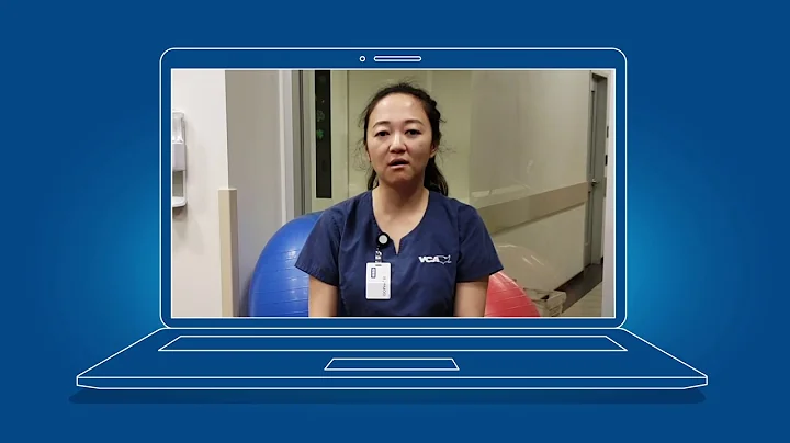 How can I keep my cat occupied when I'm home?