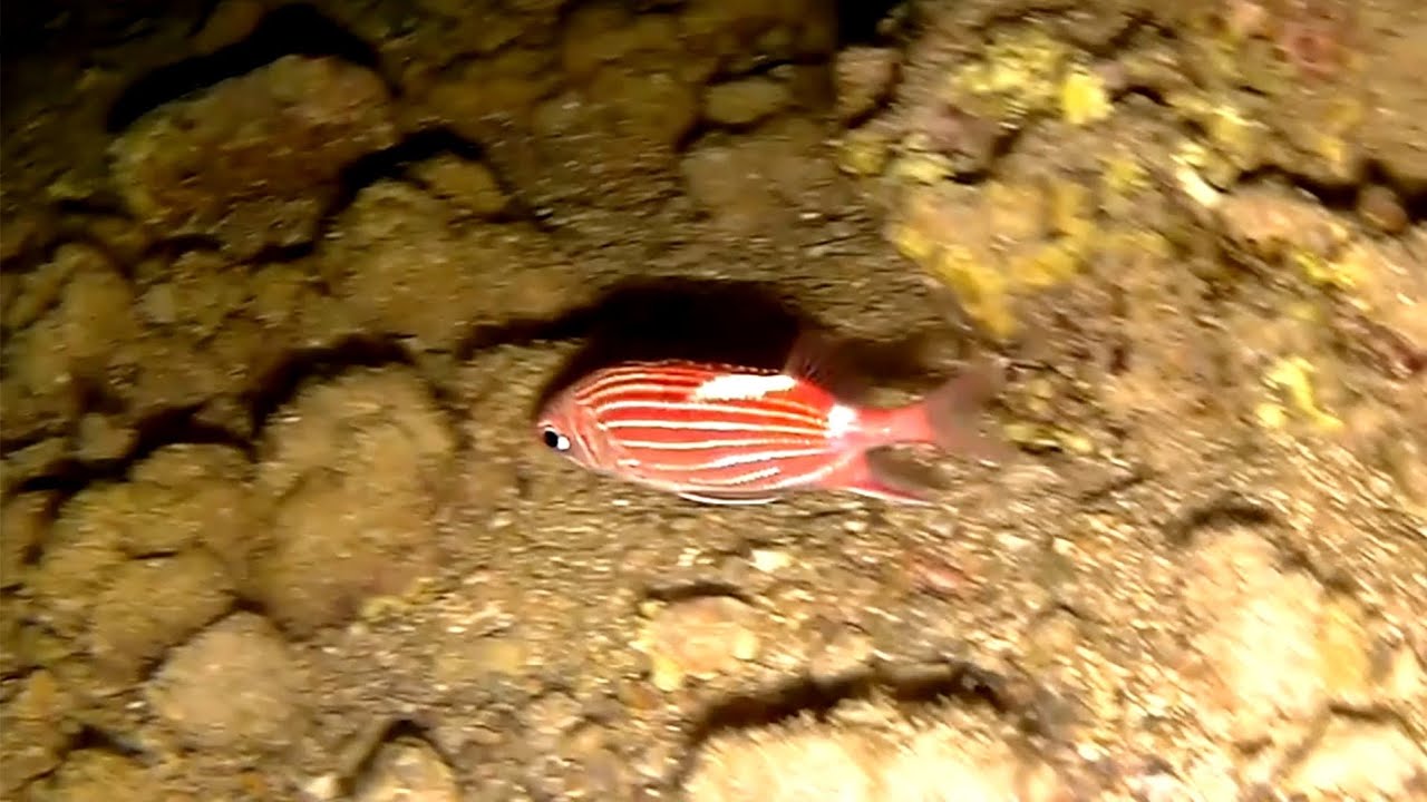 Crowned squirrelfish (Sargocentron diadema), Коронованная рыба-белка