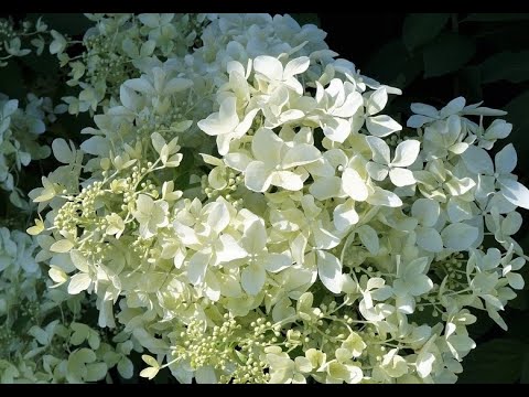 Vidéo: Hortensia De L'Himalaya