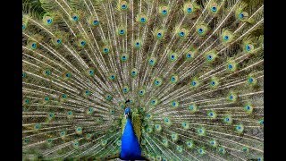 blauer pfau bei der balz pfau schlägt rad