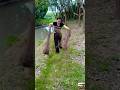 Canal Queen Cast 🎣🔥 | Woman Masters Throw Net Fishing #fishing #shortsvideo #net #canal  ☘️🐠