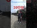 당39만원 감귤밭+농가주택 선흘리 2차선인근  2261평
