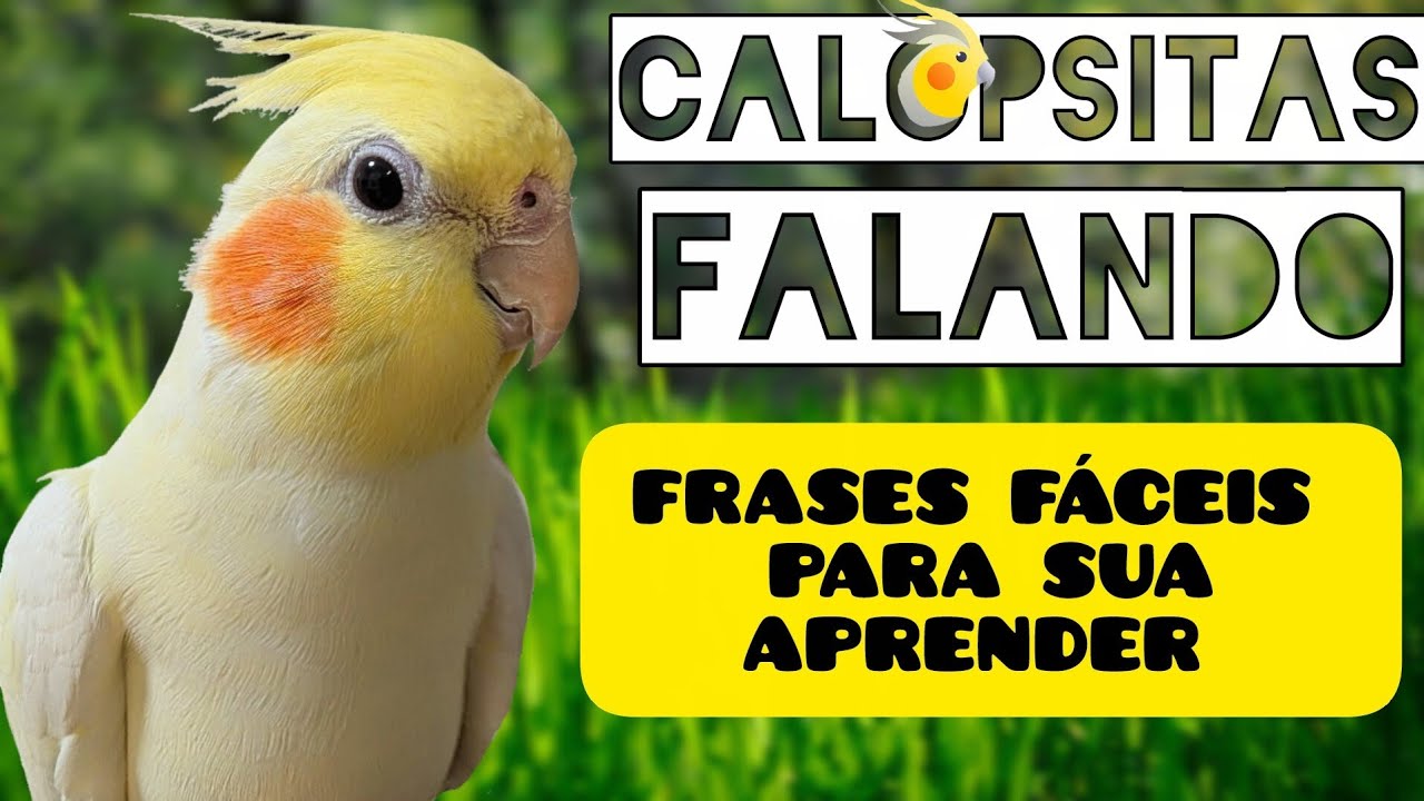 🦜Calopsitas falando frases curtas e fáceis  da sua calopsita aprender - Treino para calopsita falar💬