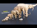 Elephant size comparison animation animals