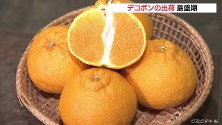 「甘さと酸味のバランスで人気」　高級柑橘「デコポン」の出荷が最盛期　年中ミカンが採れる御浜町で　三重 (22/02/26 11:05)