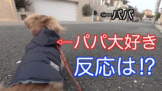 【元保護犬】いないはずのパパが突然目の前に現れた時の反応が意外過ぎた【カニンヘンダックスえびすの日常】