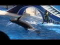 Dolphins - Seaworld Orlando - Canon Vixia HF S10 / HF S100 / HF S11