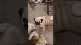 making a wedding dress and naughty pugs 💕💕💕#pug #dog #puppies #weddingdress by Beverley Benbow 19 views 10 months ago 10 minutes, 49 seconds