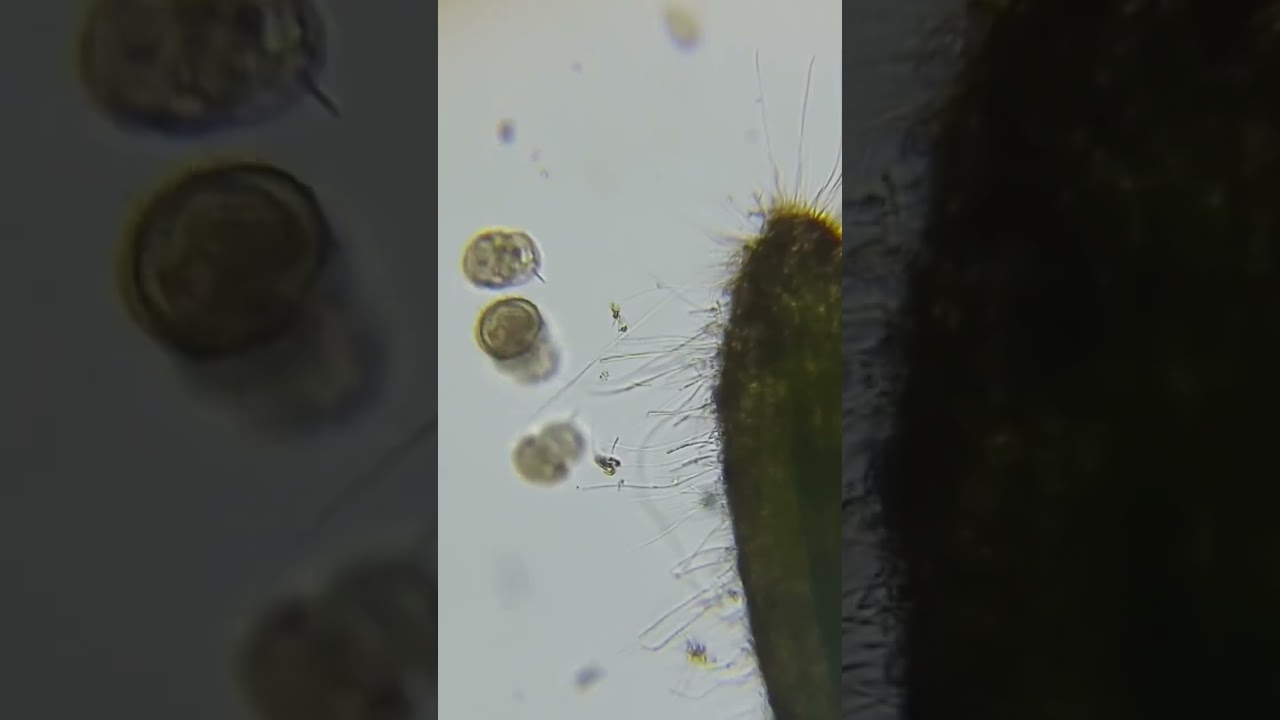 Happy little flagellate #biology #microscope #microscopy