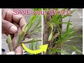 How Save A Dying Orchid And Grow It On A Driftwood