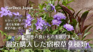 【バラとの相性が良い】最近購入した宿根草９種類【おすすめカラーリーフ＆常緑】