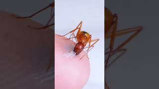 Ant Drinks Blue Nectar From Finger