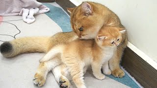 Kitten Coffee runs after Dad Cat demanding to nurse. So funny!