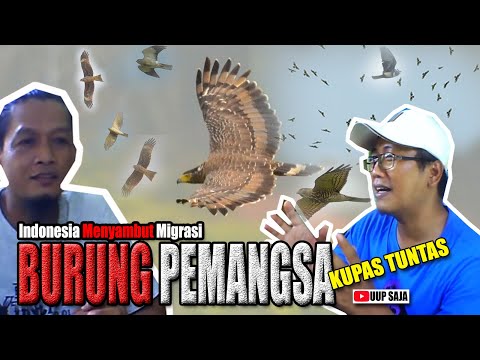 Video: Misteri Migrasi Burung - Jaringan Matador