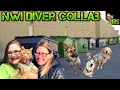 Climbing into pet store dumpsters with NWI Diver!