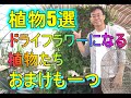 [ガーデニング] ドライフラワーになる植物5選「植物を愛するプロガーデナーが暮らしを豊かにするために、お庭に植えたい植物たちをご紹介」