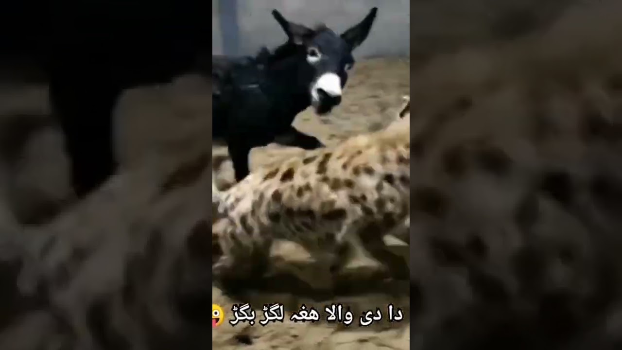 da hgha lagar bagar de