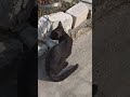 Tebak aku sedang apa kucing lucu imut