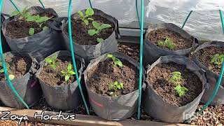 REVIEW. GREENHOUSES. What's Growing/Seedlings in Soft Containers/Crops #seedlings #village #veget... screenshot 1