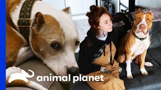 These Special Pups Stole The Hearts Of Their Rescuers | Pit Bulls & Parolees