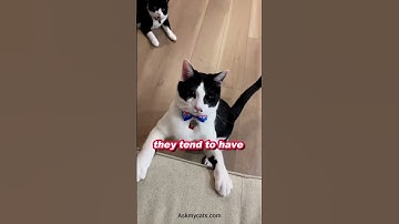 Fun fact about tuxedo cat. ✨😻#shorts