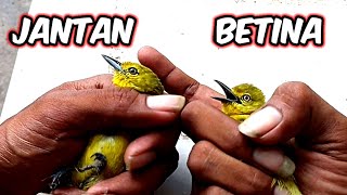 Download Lagu cara membedakan jantan dan betina burung sirpu terbaru MP3