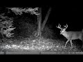 2020 Trail Cam Videos- Bushnell Cam on a Deer Scrape