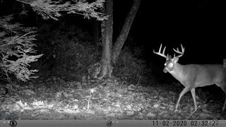 2020 Trail Cam Videos Bushnell Cam on a Deer Scrape