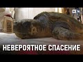 В Анапе борются за жизнь морской черепахи, выброшенной на берег