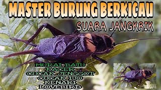 Masteran burung suara jangkrik dan terapi alam/Masteran Harian