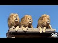 Lion power trio 🦁🦁🦁