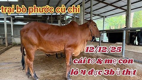 12/12/25: cái tơ: 28,5, mẹ con: 35, cái ủ: 17,5, lô 4 đực thịt..lh 0366407679