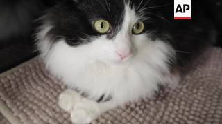 New Leash Of Life For Bionic Cat In Bulgaria