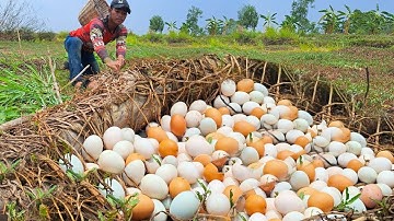 wow best videos - pick a lot of duck eggs under tree stump at field by hand a farmer