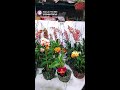 Phát trực tiếp của Hoa Lan Hóc Môn