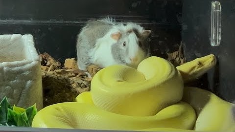 Burmese Python Live Feeding 