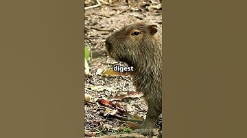 You wont believe why capybaras are so chill #capybara #shorts