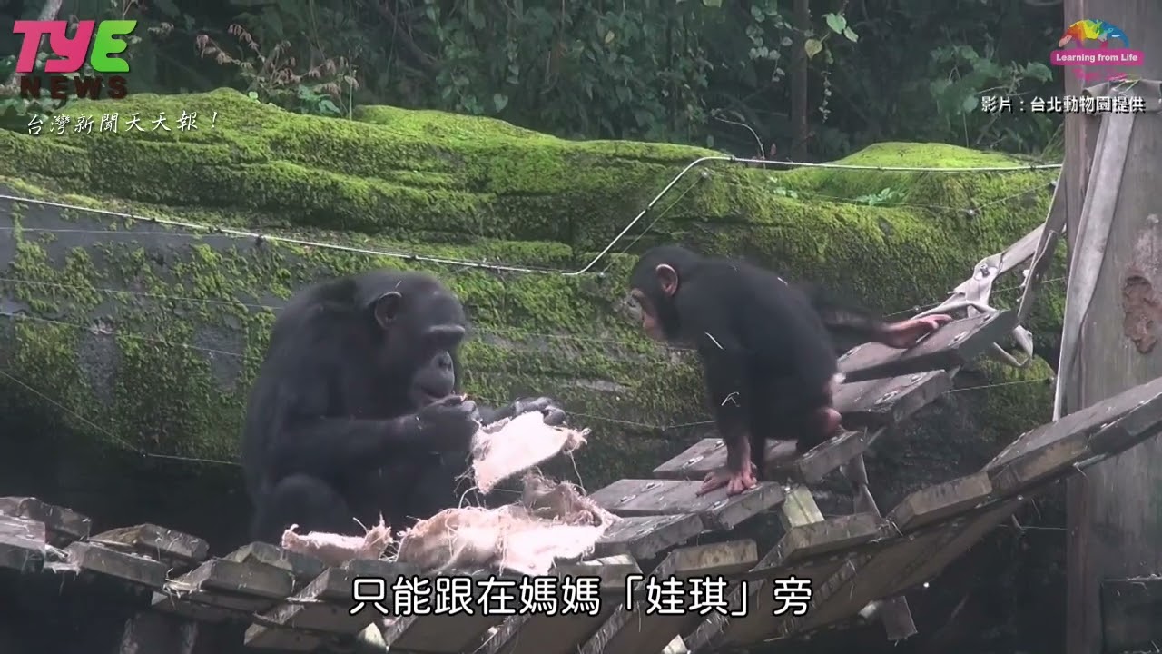 【有片】保育員趕製黑猩猩專屬福袋 塞滿滿愛心及零食 YouTube player