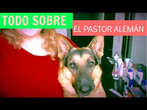 Vídeo: Com Cuidar Un Pastor Alemany