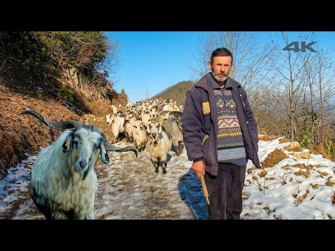 Dağdaki Han ve Keçi Çobanları | Belgesel ▫️4K▫️