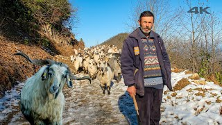 Khan and Goat Herders on the Mountain  Documentary ▫4K▫