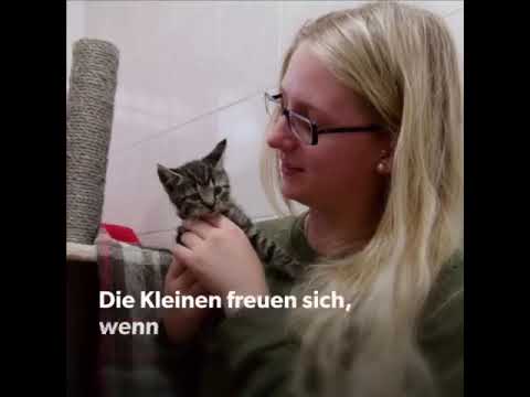 40 Katzenbabys Im Celler Tierheim Abzugeben